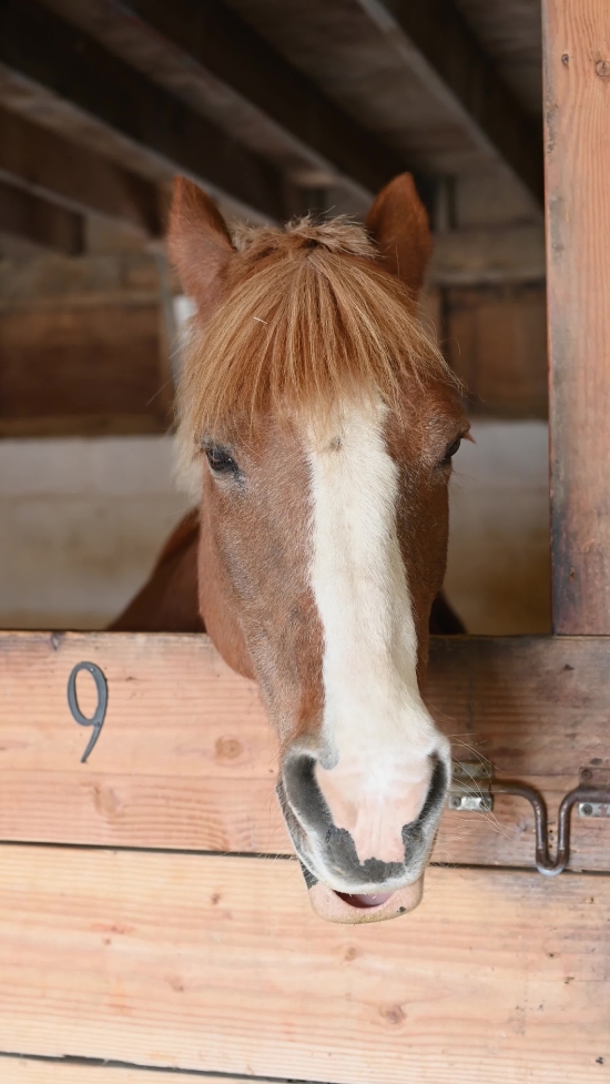 No Copyright Videos  Download, Horse, Halter, Headgear, Animal, Equine