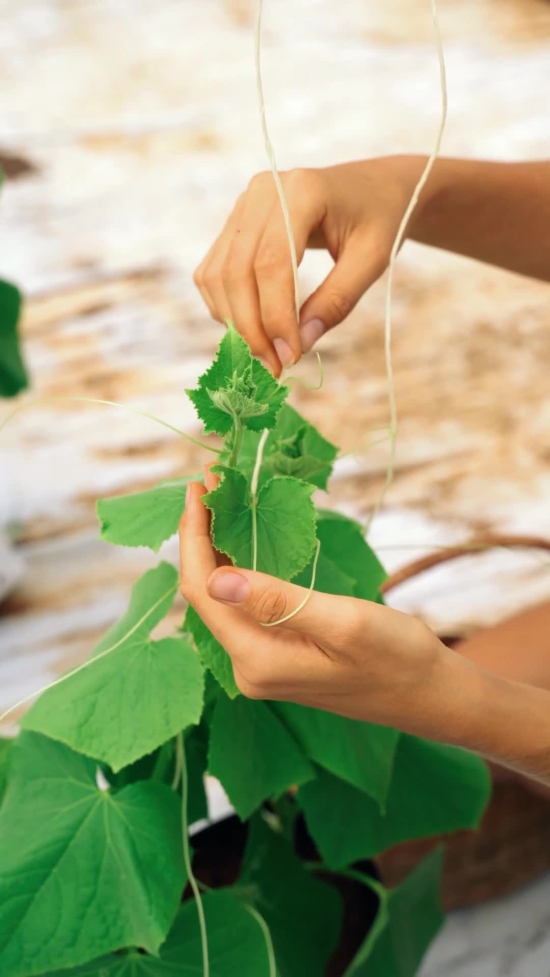 No Copyright Hd Video, Seedling, Vegetable, Plant, Hand, Person