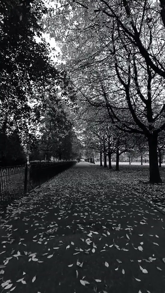 Background Moving Animation, Park Bench, Bench, Tree, Landscape, Forest