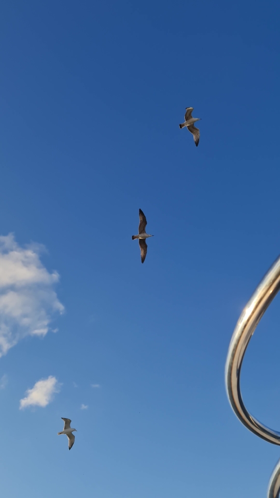 Best Worship Backgrounds, Bird, Pelican, Flying, Sky, Flight