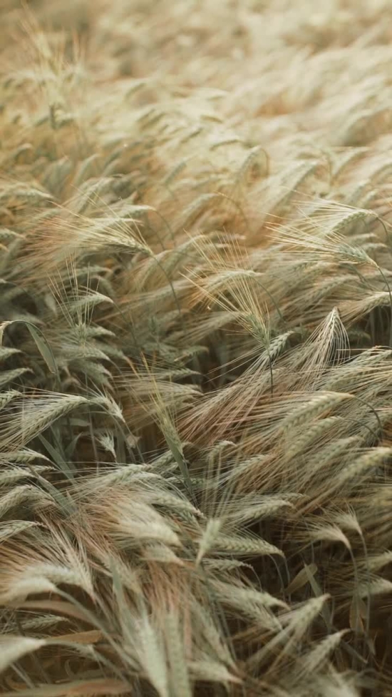 Video  Download, Wheat, Reed, Plant, Herb, Cereal